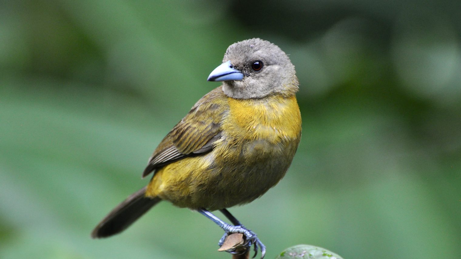 La Fortuna