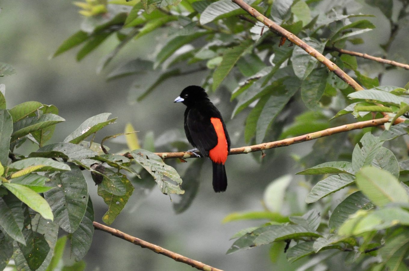 Foto aus La Fortuna