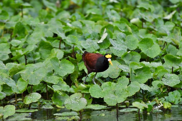 Foto aus Tortuguero