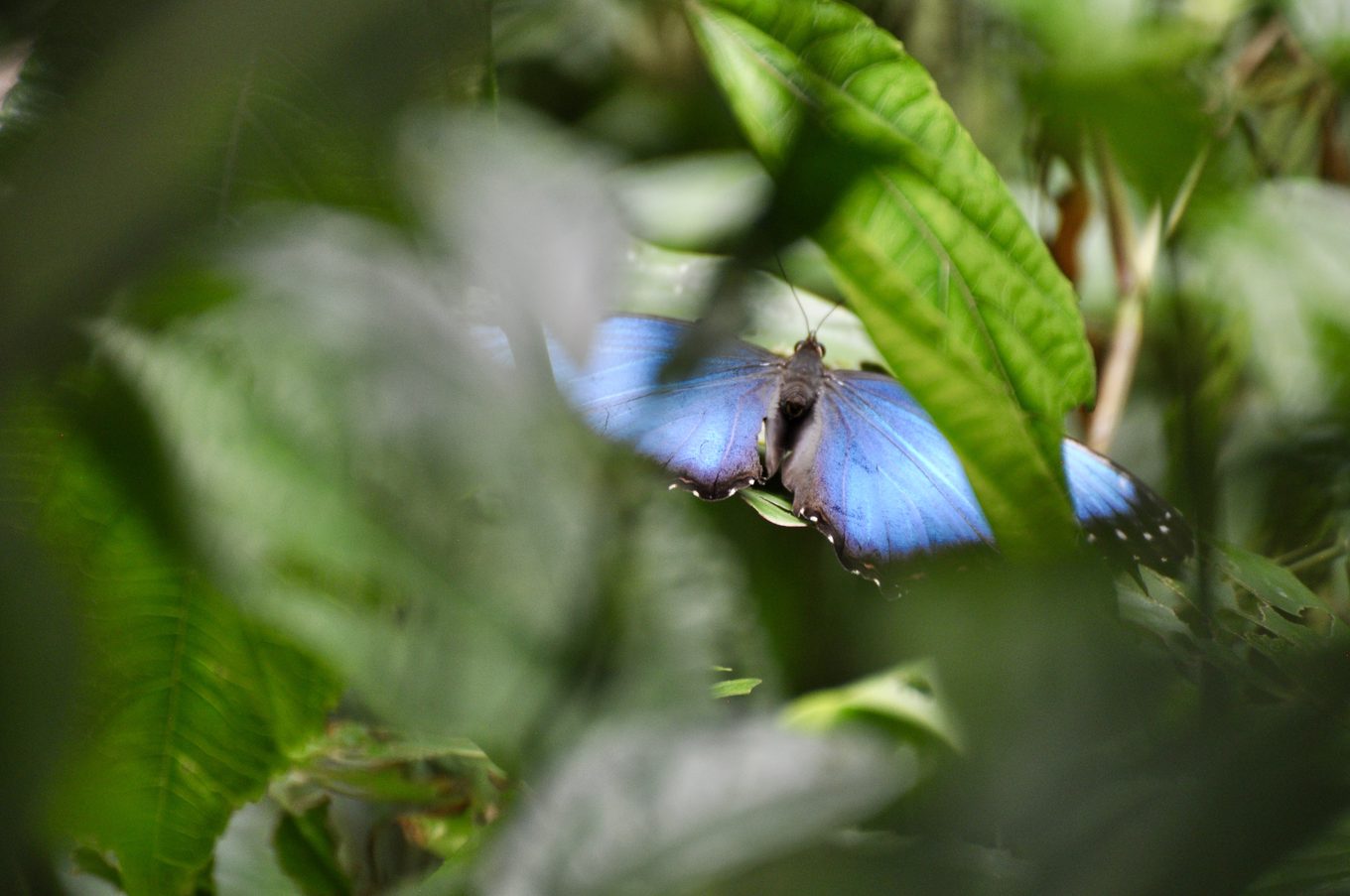 Foto aus La Fortuna