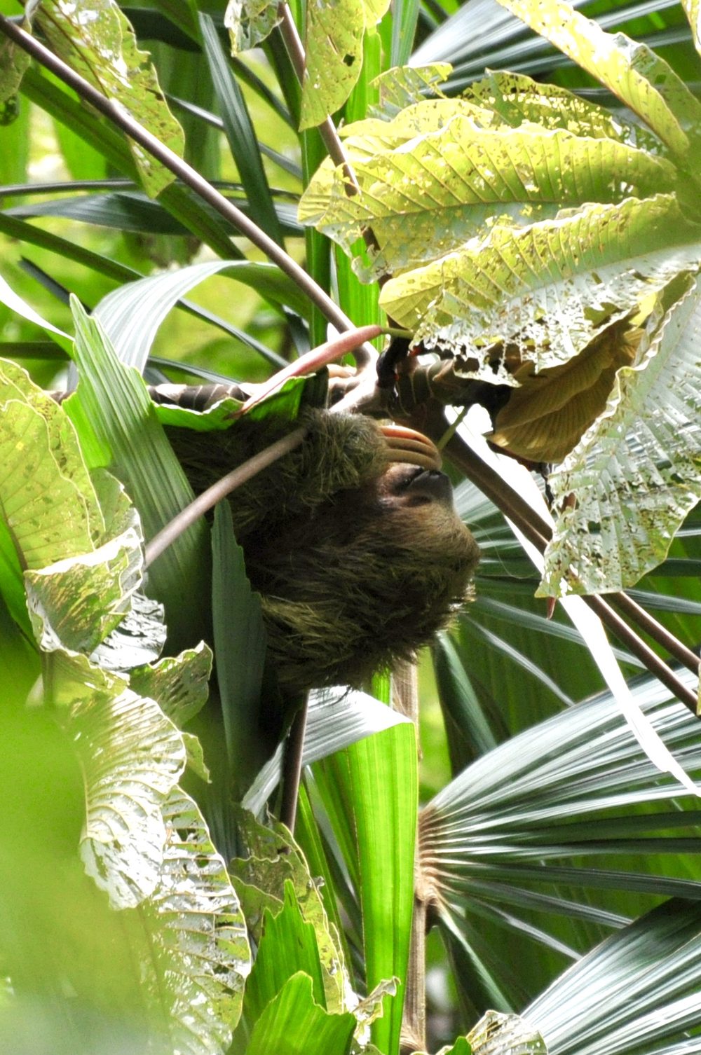 Foto aus La Fortuna