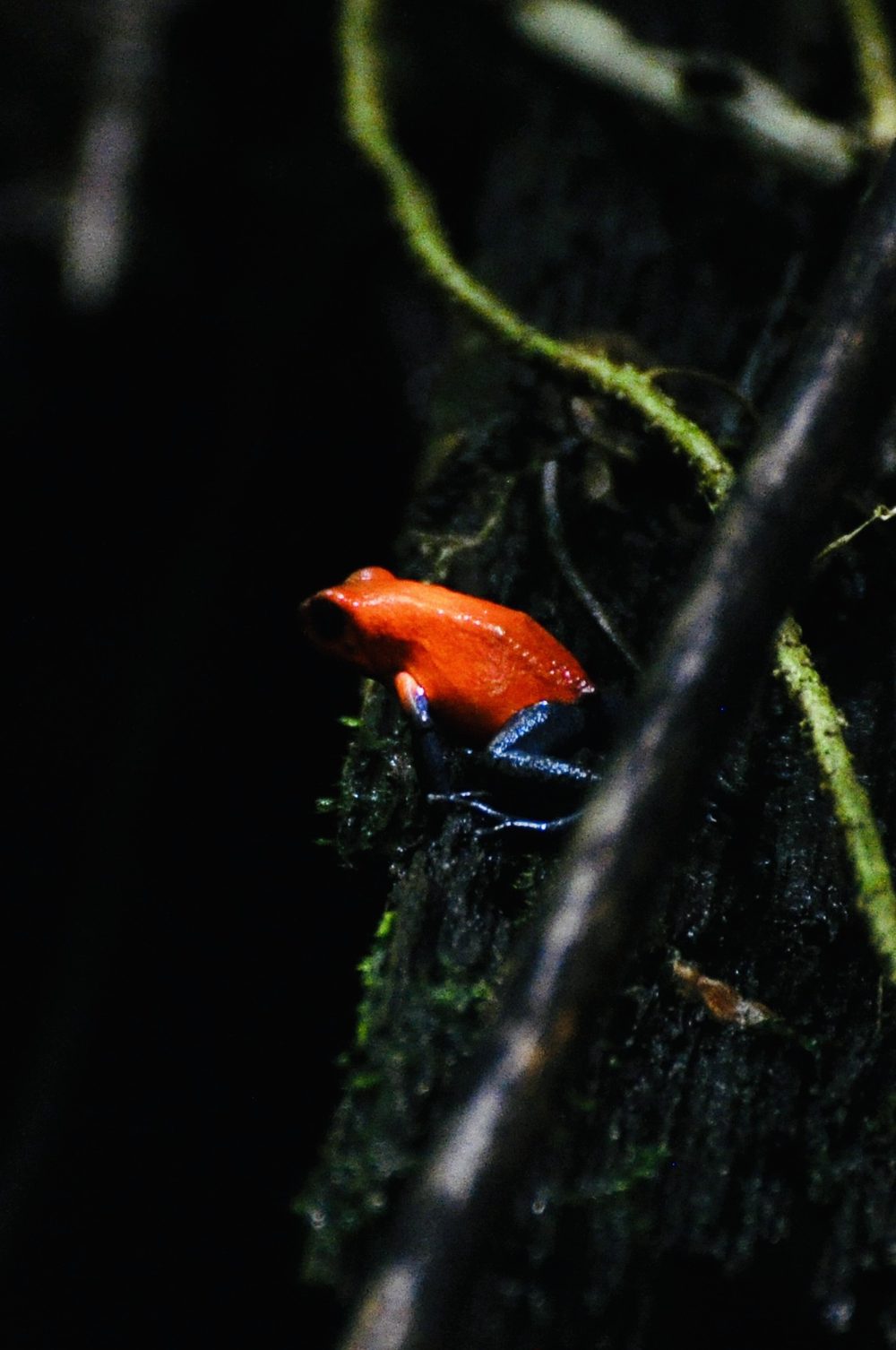 Foto aus La Fortuna