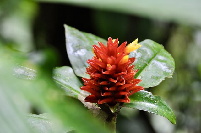 Foto aus La Fortuna