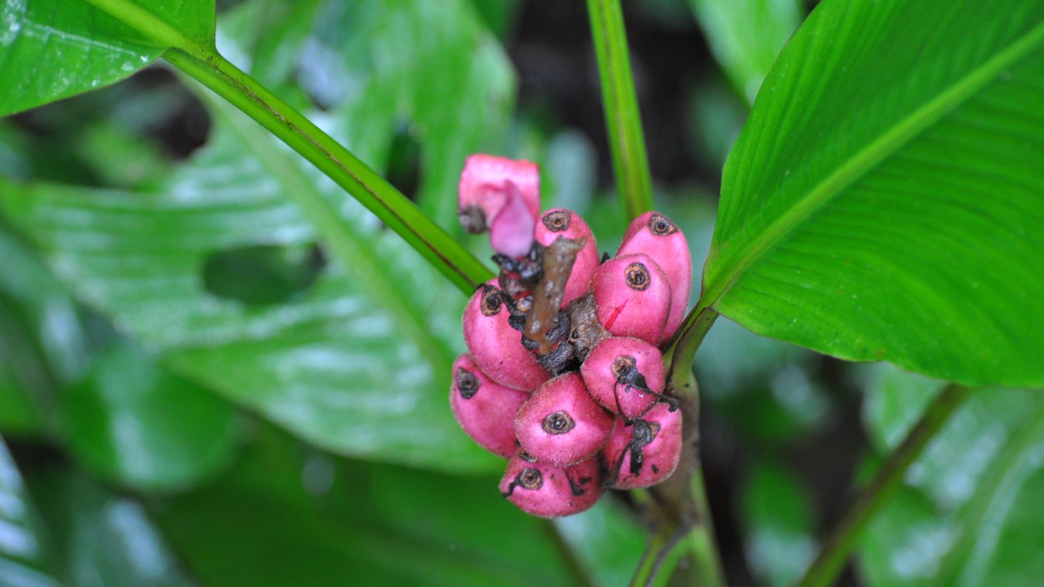 Sarapiquí