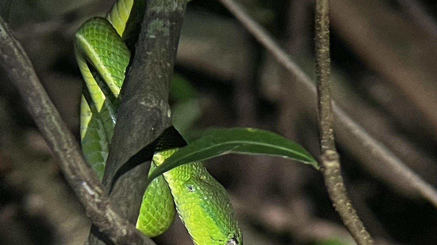 Monteverde