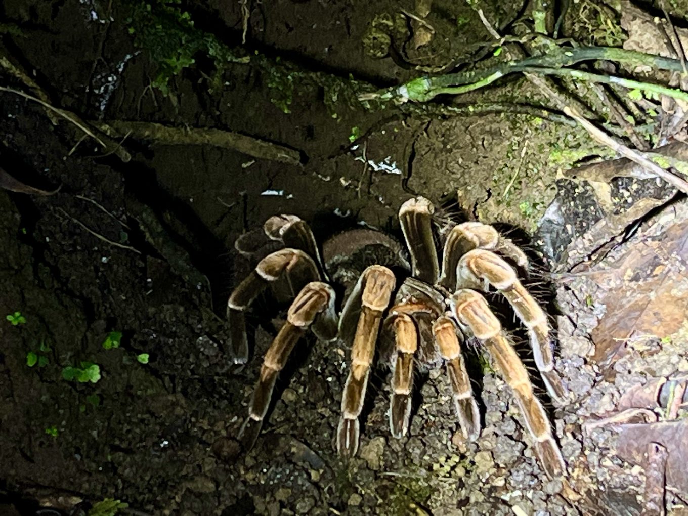 Foto aus Monteverde