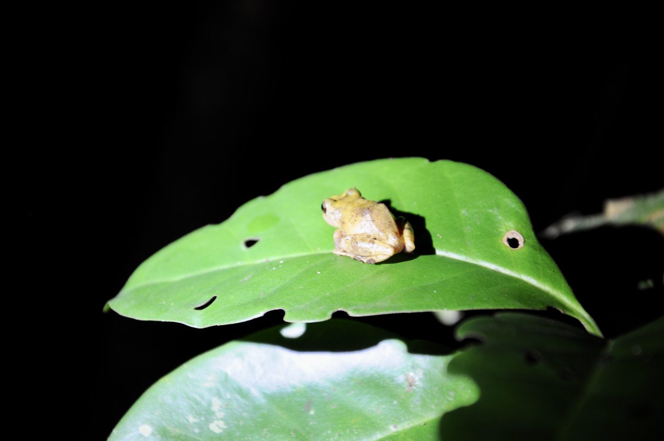 Foto aus Monteverde